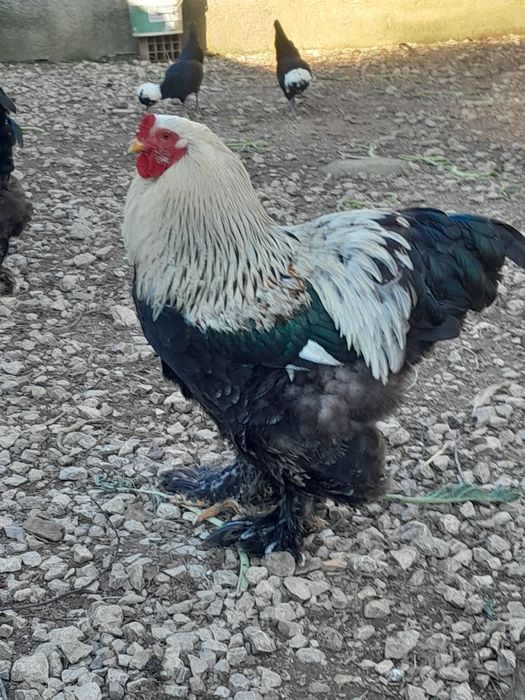 Galos Brahamas de 2024