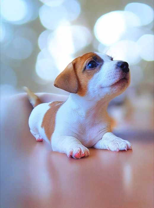 Круті породні джек- рассел