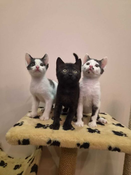 Кошенята хлопчики в добрі руки