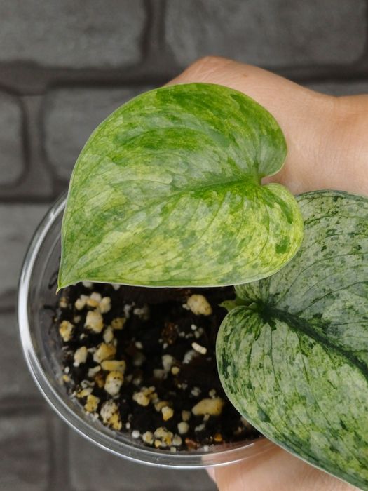Scindapsus Dark Silver Cloud Variegata #2