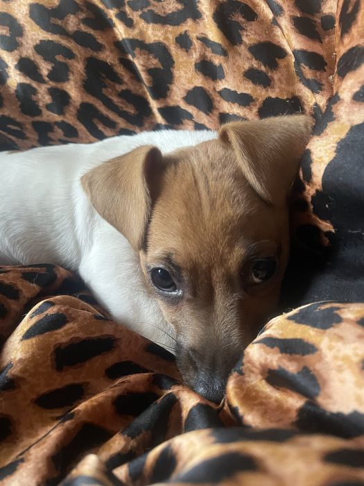 Продається чудова дівчинка