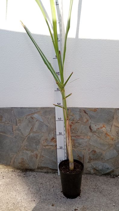 Cana de açúcar enraizada