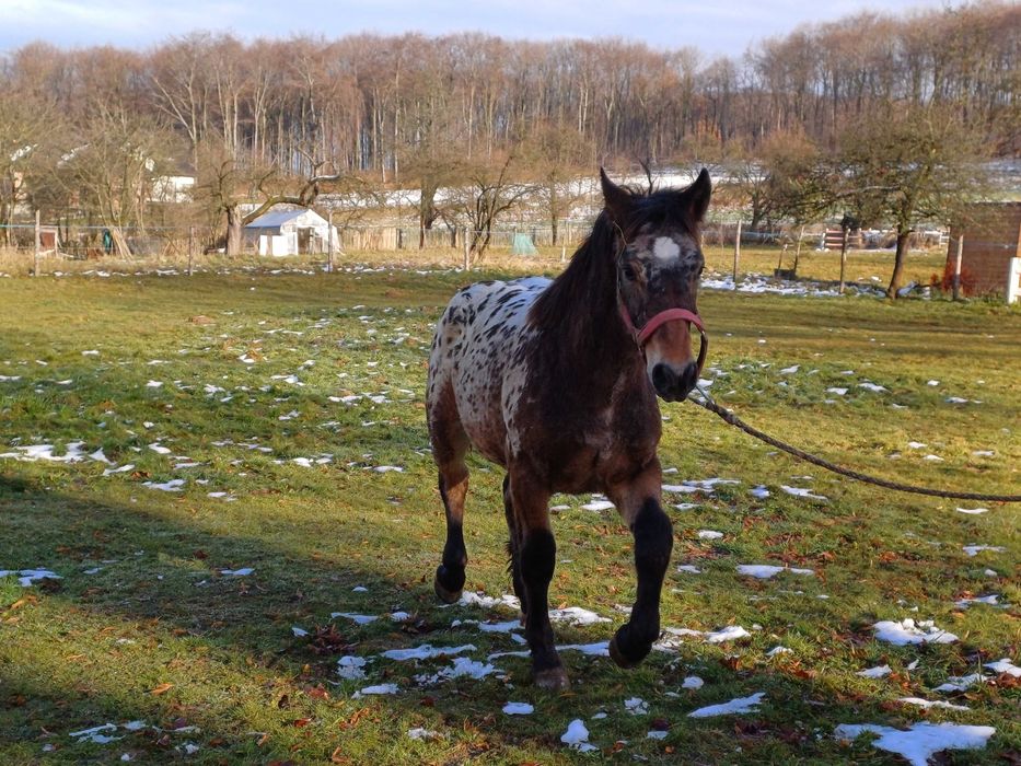 Piękny TATRANT 9 miesięcy
