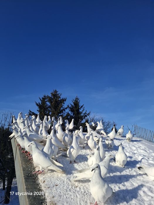 Lot gołębi jasnych.