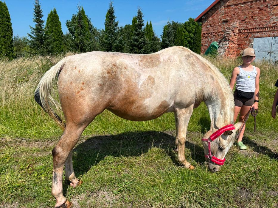 Świetna klacz do wszystkiego!