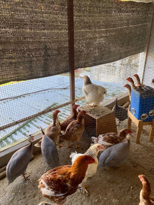 Galos/Galinhas Indio Gigante e brahma