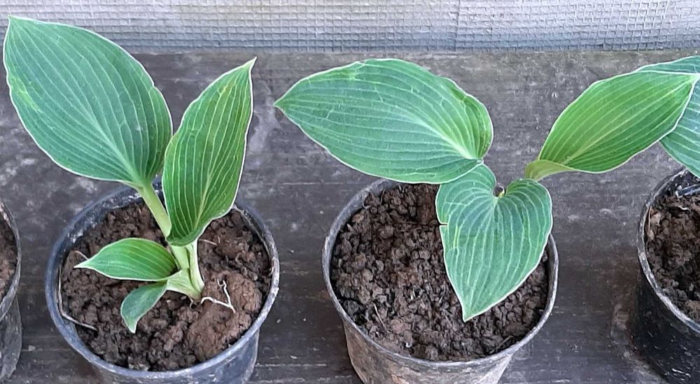 Hosta, Funkia, różne odmiany