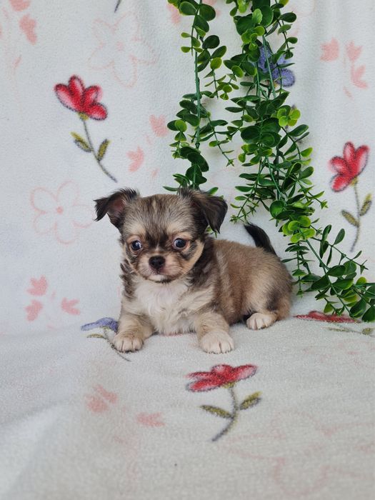 Excecional mini pelo longo Chihuahua/Chiuaua de Qualidade