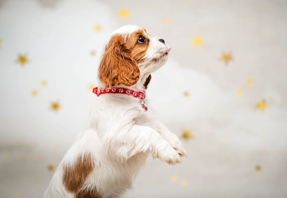 Cavalier king charles spaniel suczka