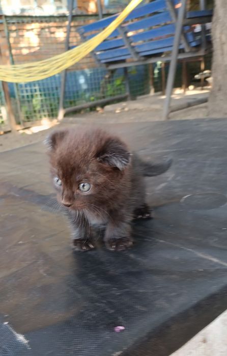 Котенок веслоухий мальчик