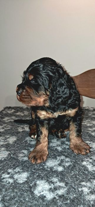 Seter szkocki gordon ZKwP