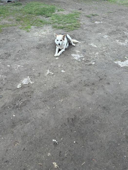 Віддамо собачок в хороші руки