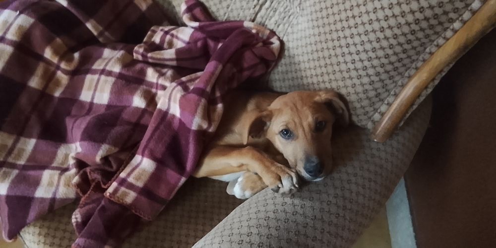 Cãozinho pra adoção