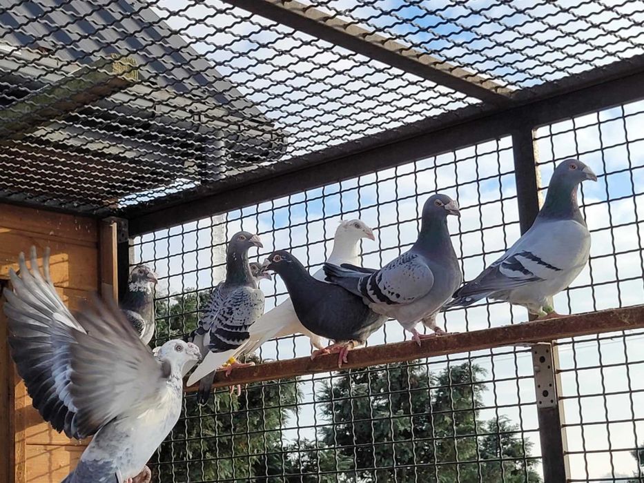 Gołębie staropolskie