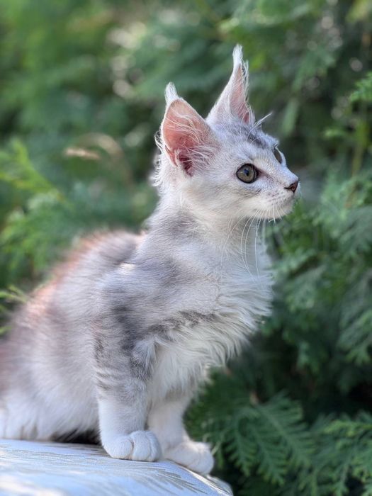 Предлагается к продаже эффектный котёнок Maine Coon из Shaded Line