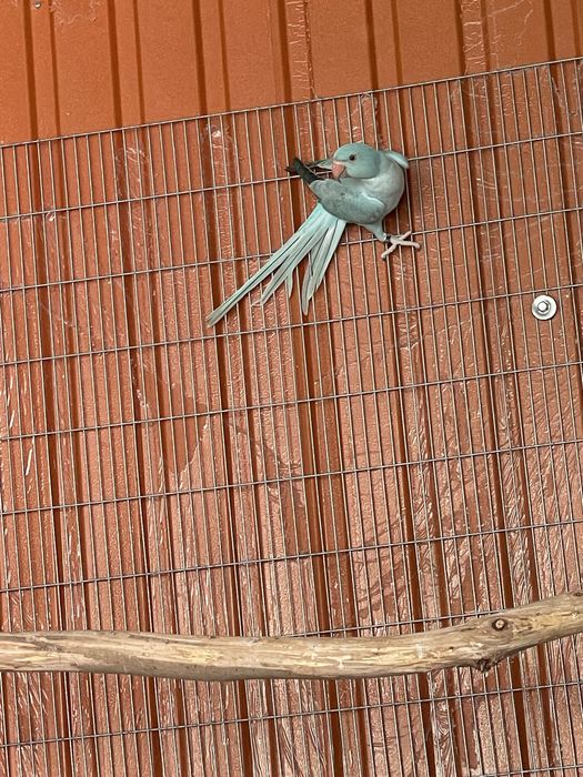 Varias mutacões de Ring nekc /:Aceito troca