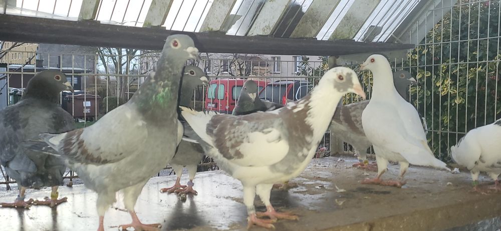 Samice gołębie pocztowe 2025