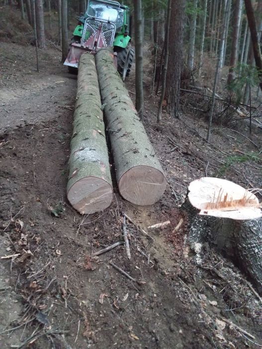 Uslugi leśne zrywka,wycinka drzew, skup drzewa na pniu