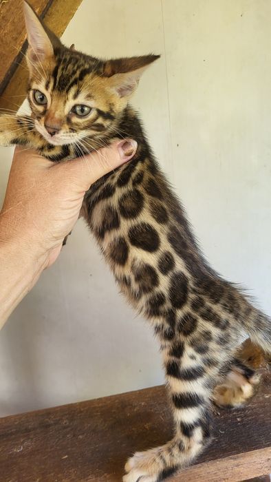 Бенгалы от клубных родителей.