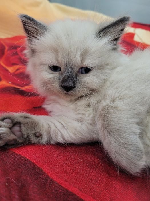 Cudowna Koteczka  Neva Masqarade  -  Ullia