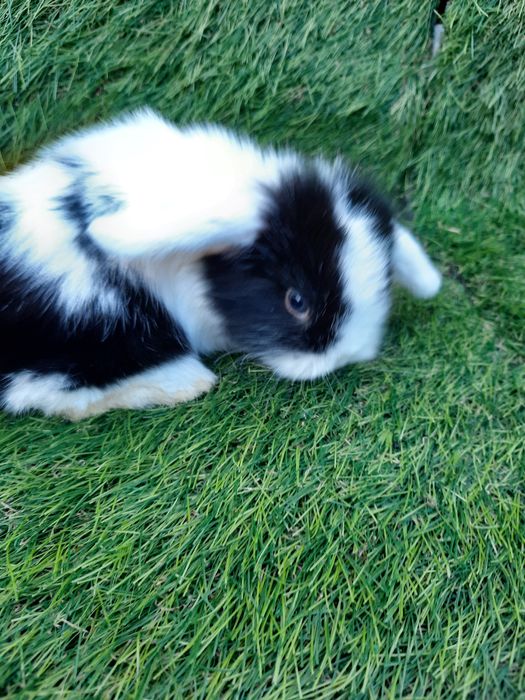 Kit coelhos anões mini lop belier/orelhudos, toy, angorás teddys