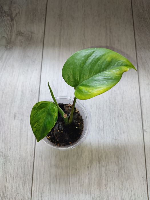 Эпипремнум Марбл грин