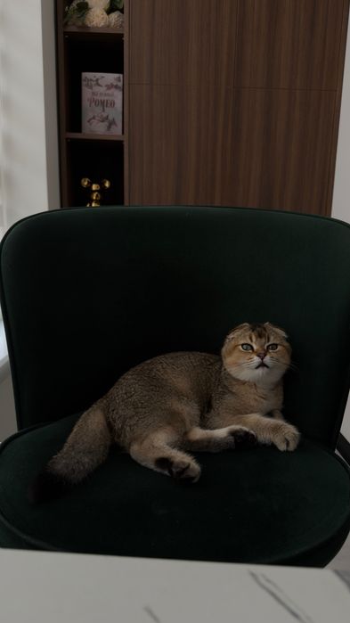 Золота шиншила, котик