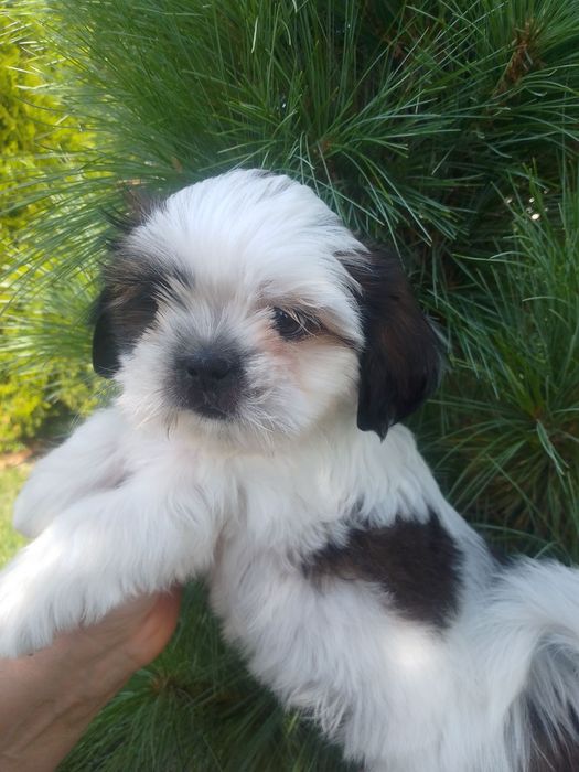 Хлопчик Ши-тцу. Гарний хлопчик без вад.