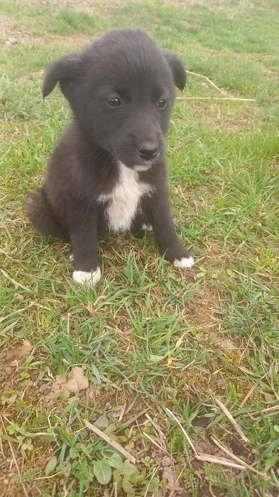 Віддам в добрі руки