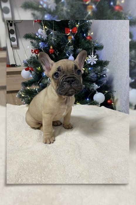 Французький бульлог