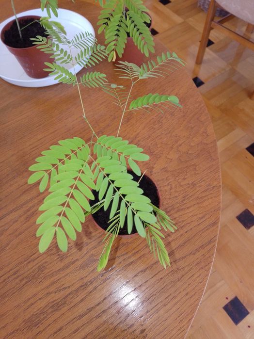 Mimoza wstydliwa