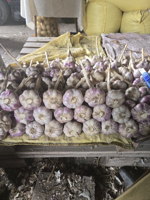 Czosnek polski HARNAŚ 5,5-6cm