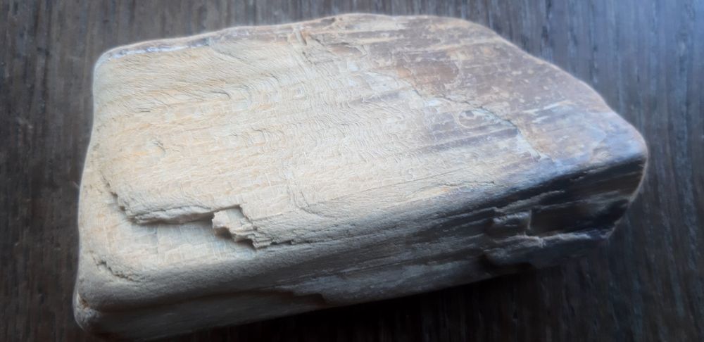 Скам'янілий кусок дерева.