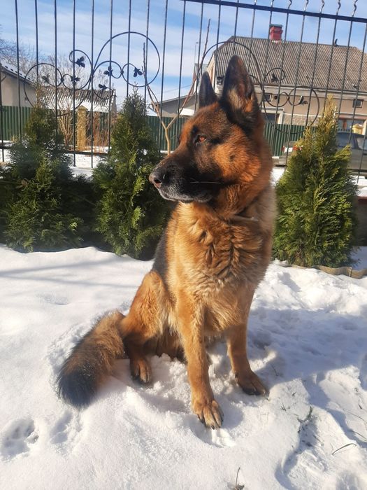 Кобель для злучки