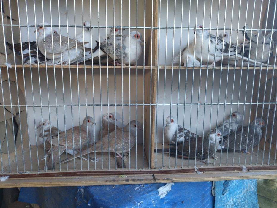 Sprzedam golabki diamentowe