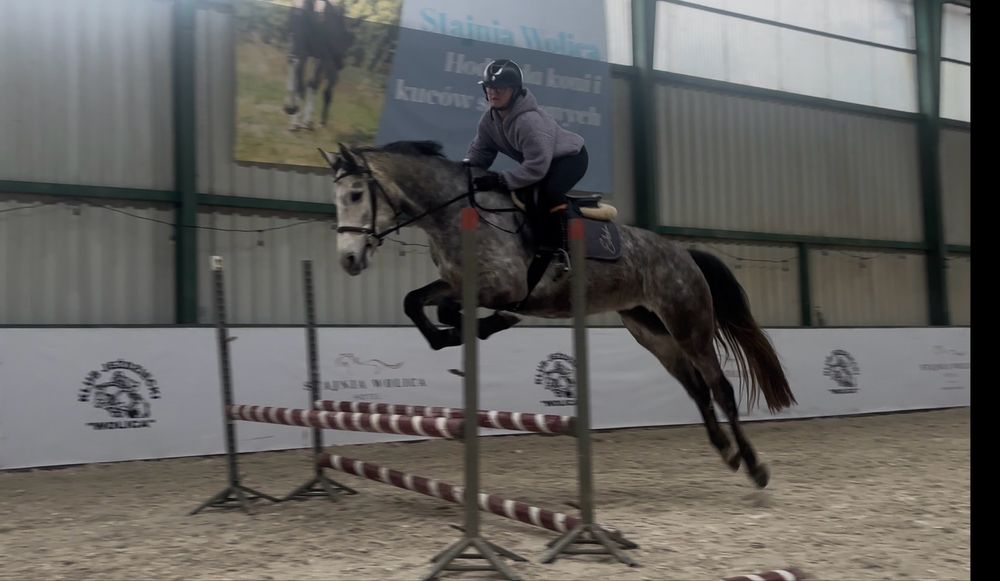 5-letnia startująca klacz ujeżdżenie/skoki CZYSTY TUV