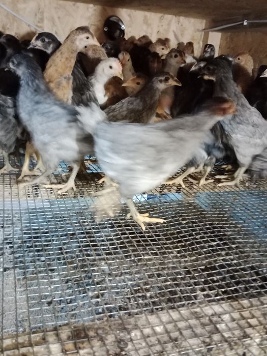Молода несучка Чеський Домінант кури