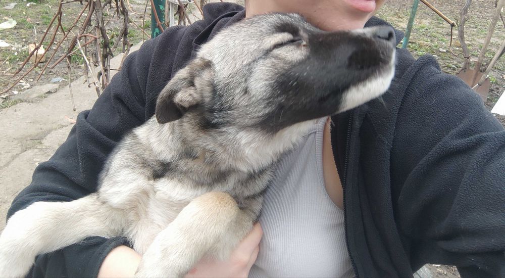 Цуценята в хороші руки