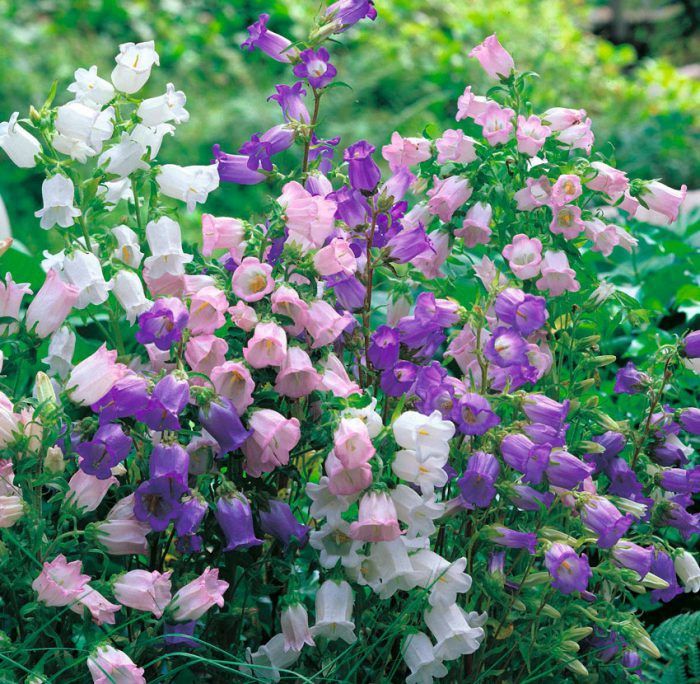 Семена компанулы.