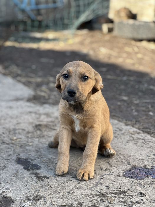 Активний та ласкавий бігль-метис в добрі руки