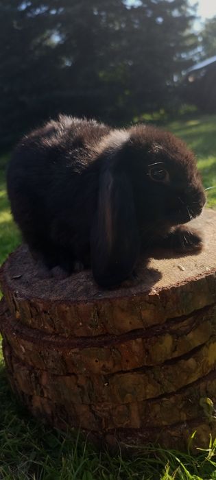 Królik miniaturka baranek miniaturowy mini lop króliczek