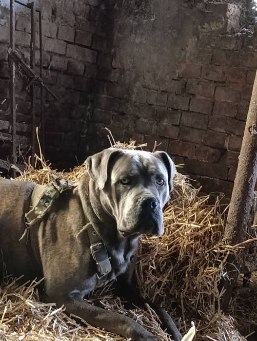 Коне корсу вязка