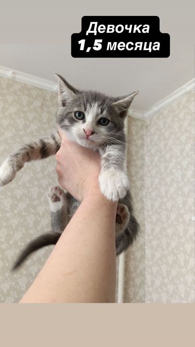 Много котят бесплатно