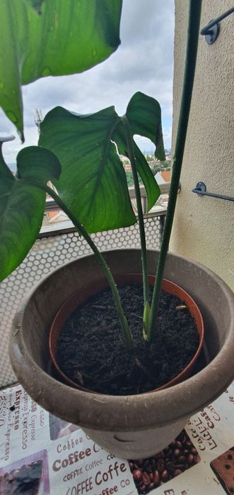 Monstera ou costela de Adão planta