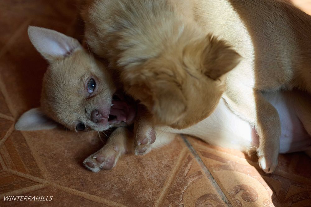 Чіхуашечки крихітки КСУ