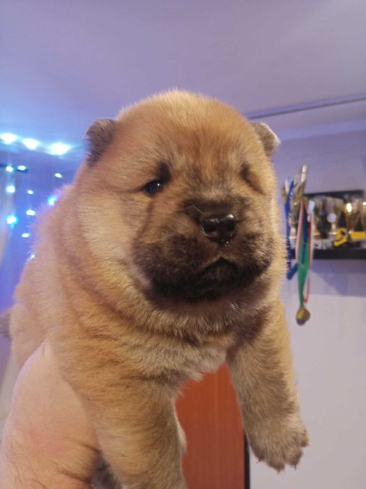 Szczeniak CHOW CHOW