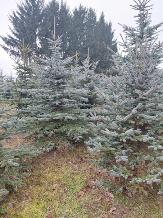 Gałązki świerkowe