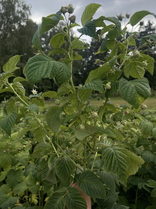 Sprzedam sadzonki maliny jesiennej Poemat