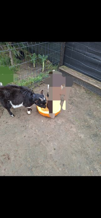 Kozioł koza miniaturka