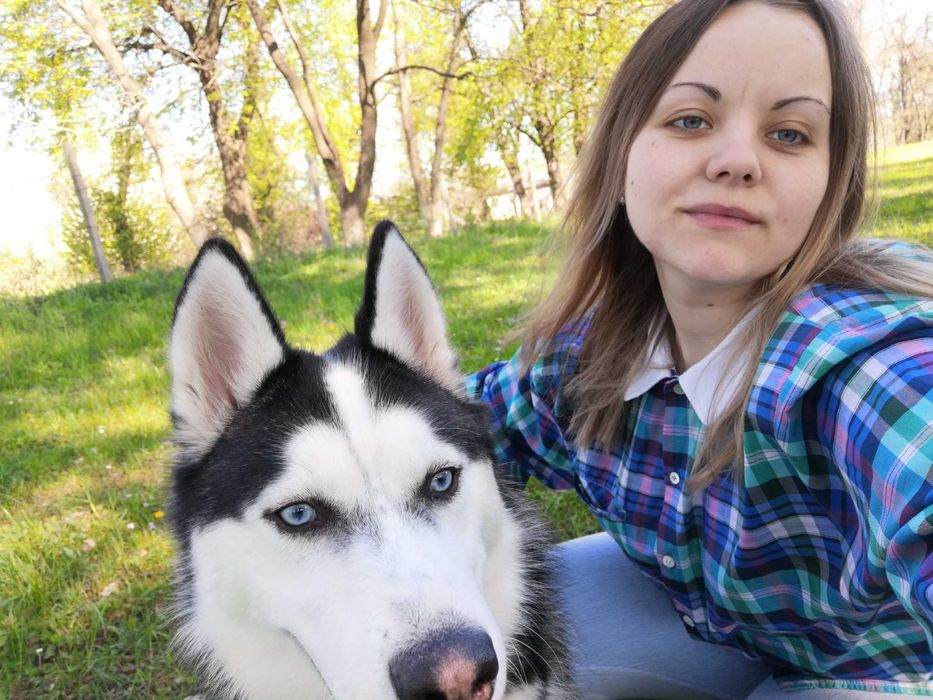 Сибірський Хаскі